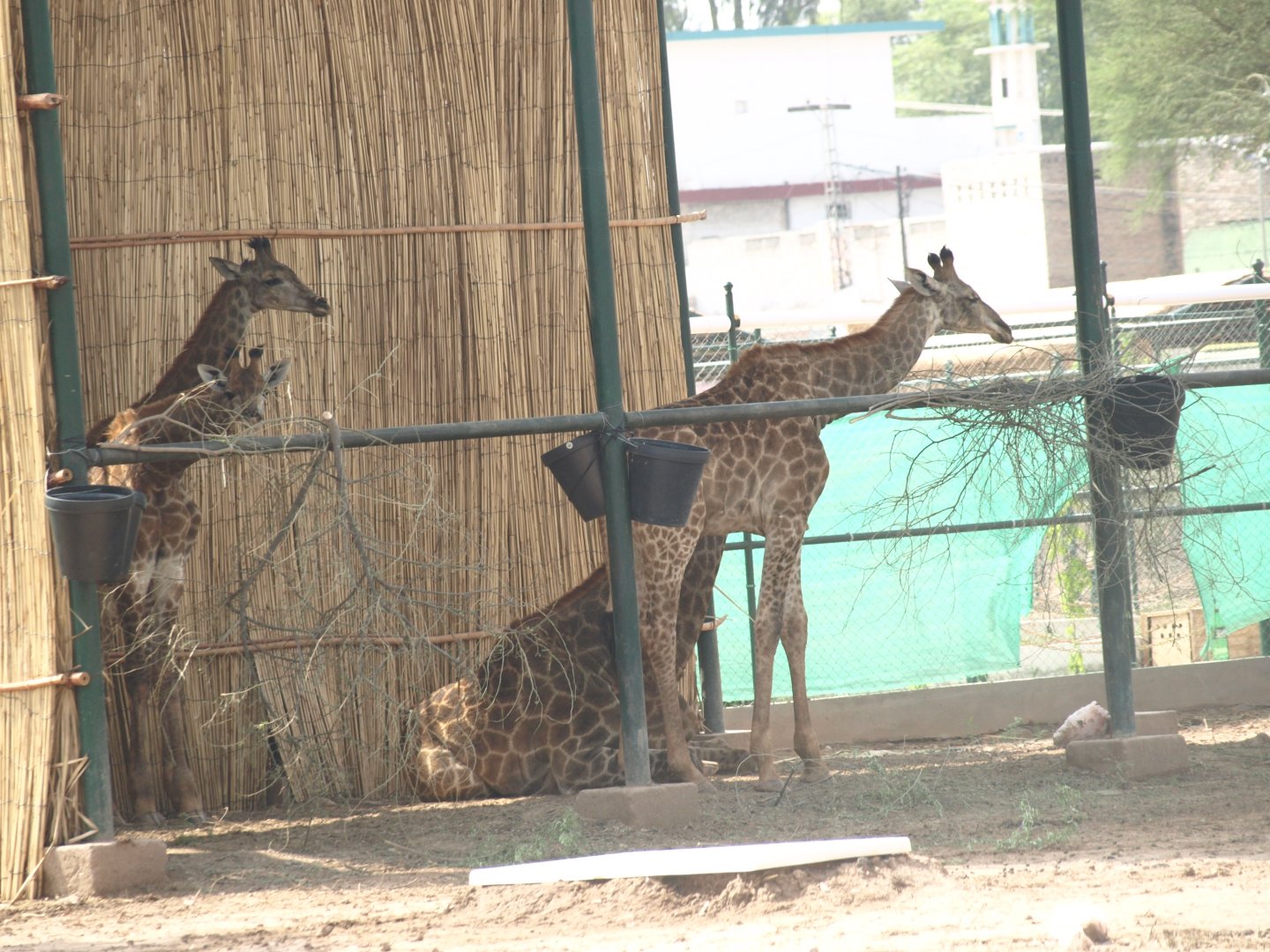 Giraffes - Peshawar Zoo 22/7/2018