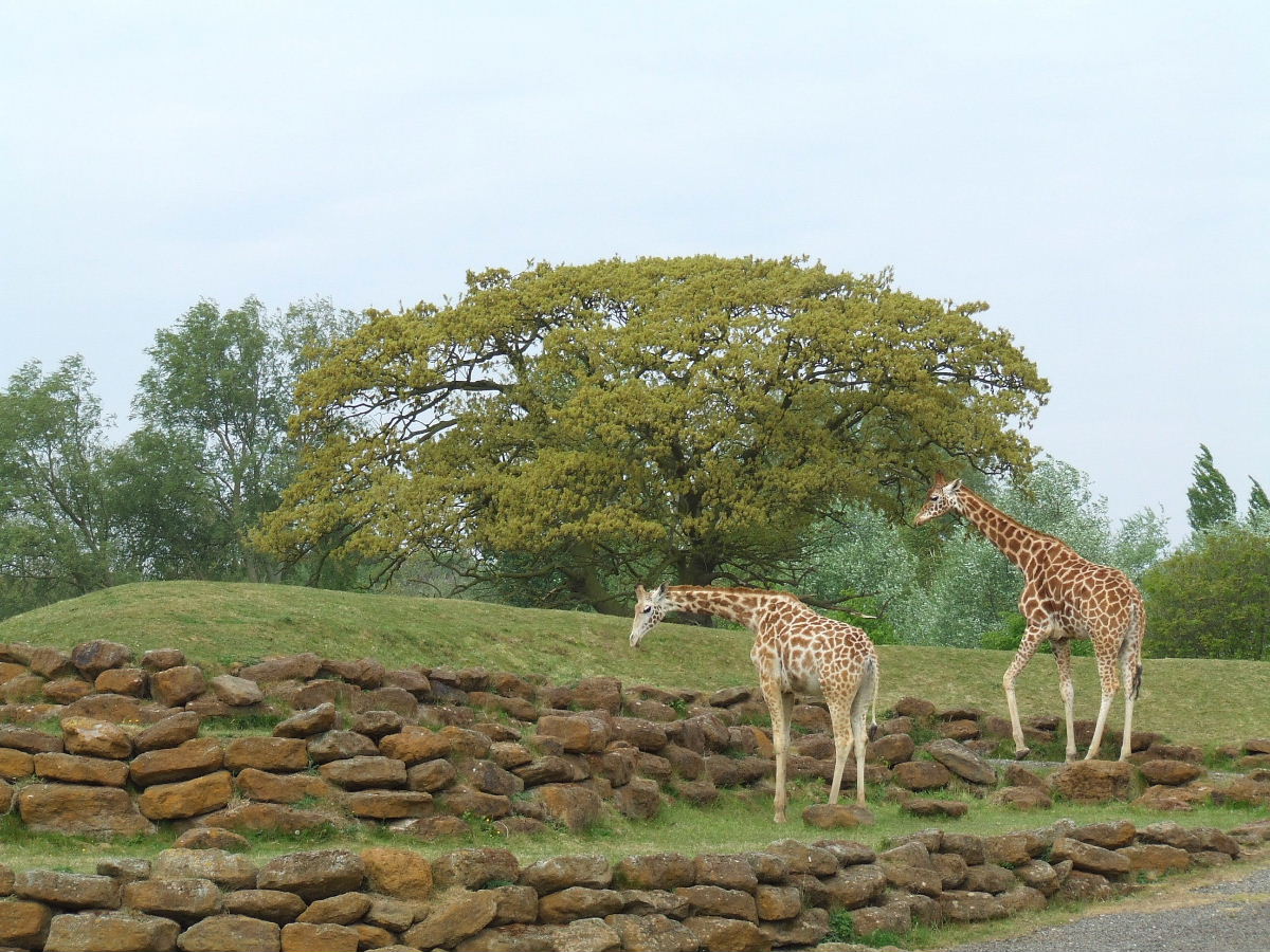 Giraffes, Plains of Africa