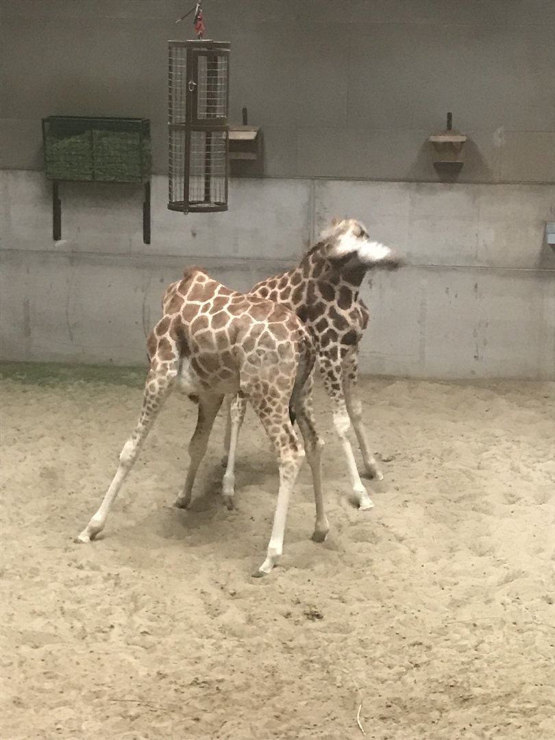 Giraffes play fighting