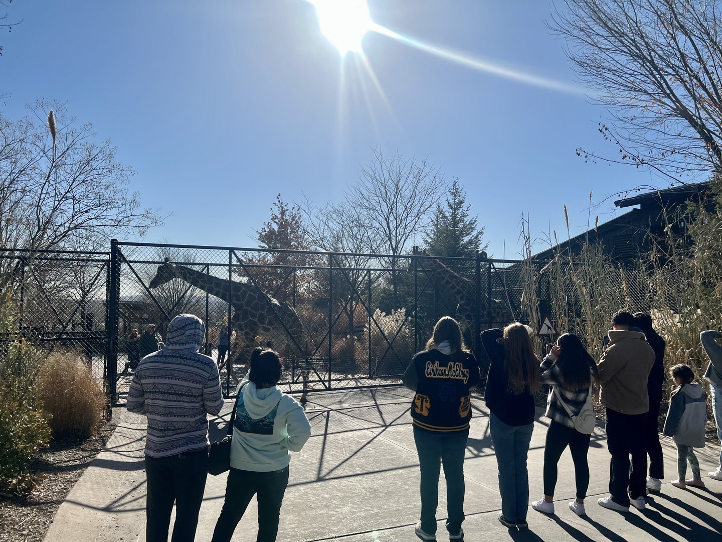 Giraffes released into their outdoor exhibit