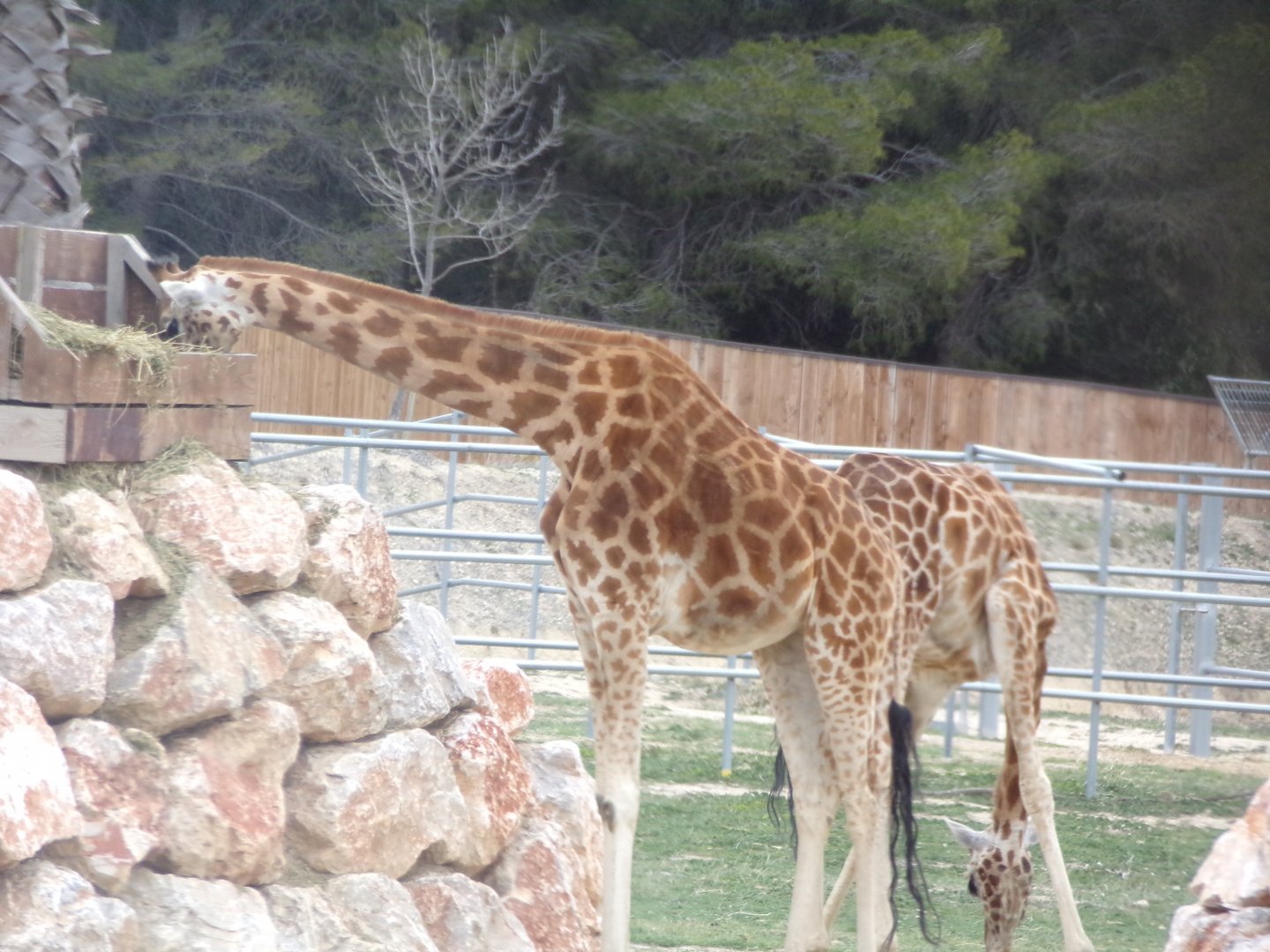 Giraffes - Réserve Africaine de Sigean (2024)