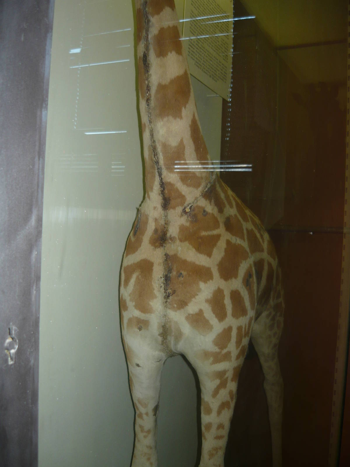 Giraffe's scars