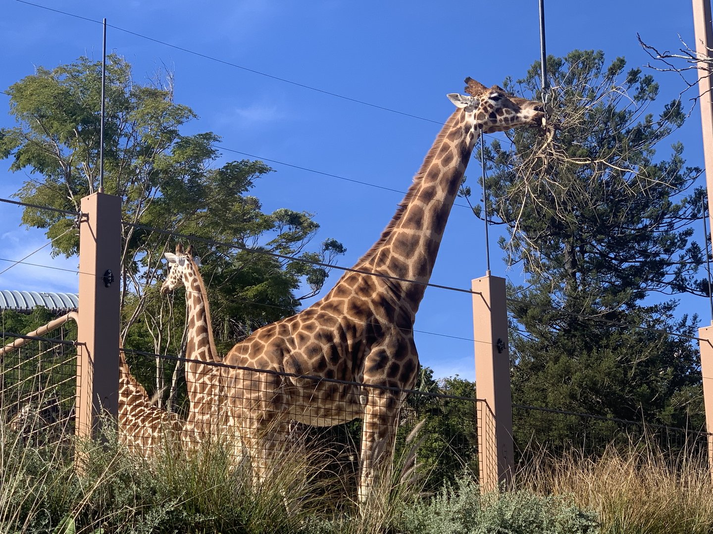 Giraffes (seen from lower path near Meerkat exhibits)