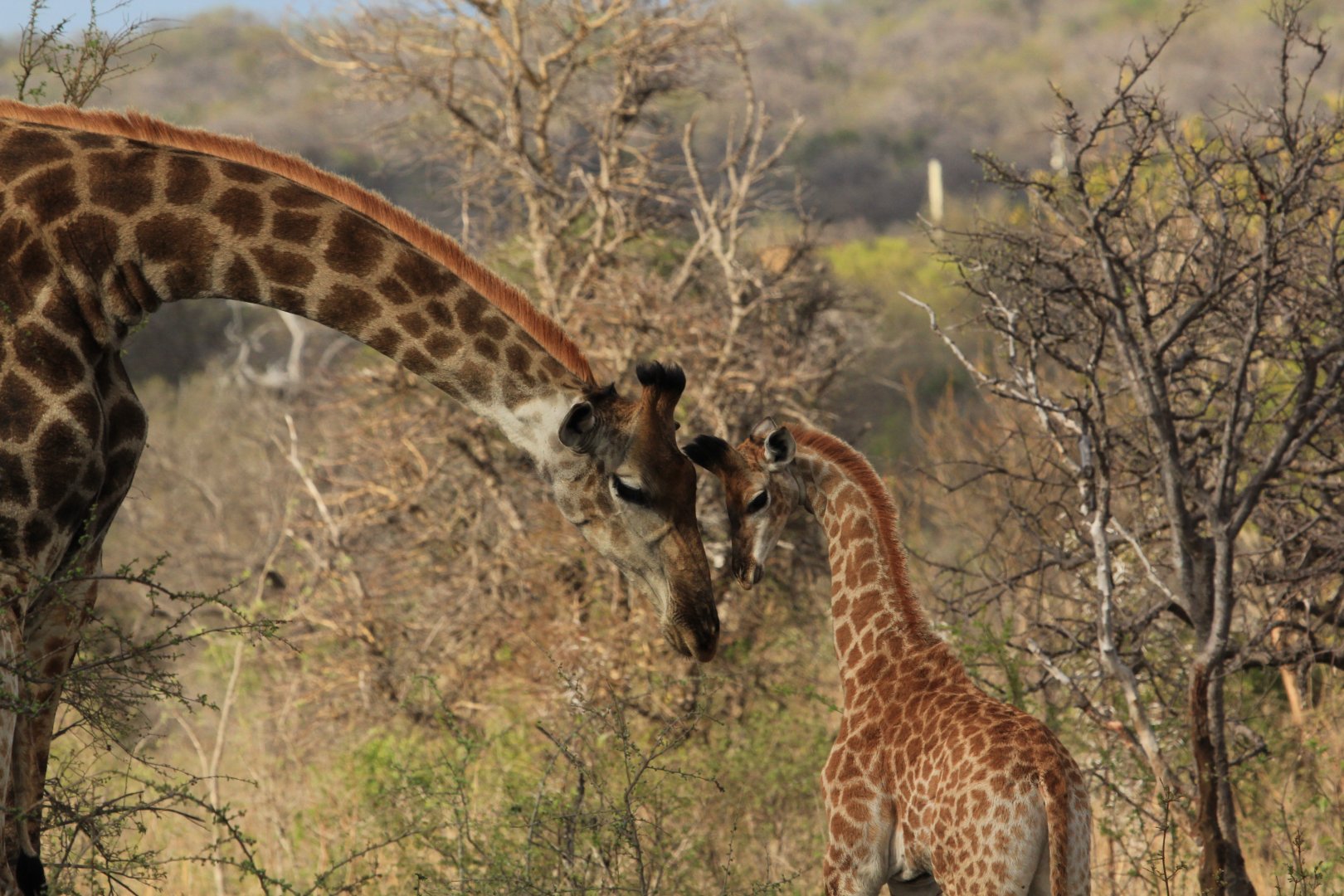 Giraffes (September 2012)