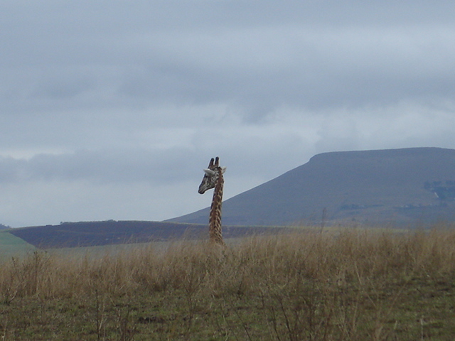 Giraffes South Africa