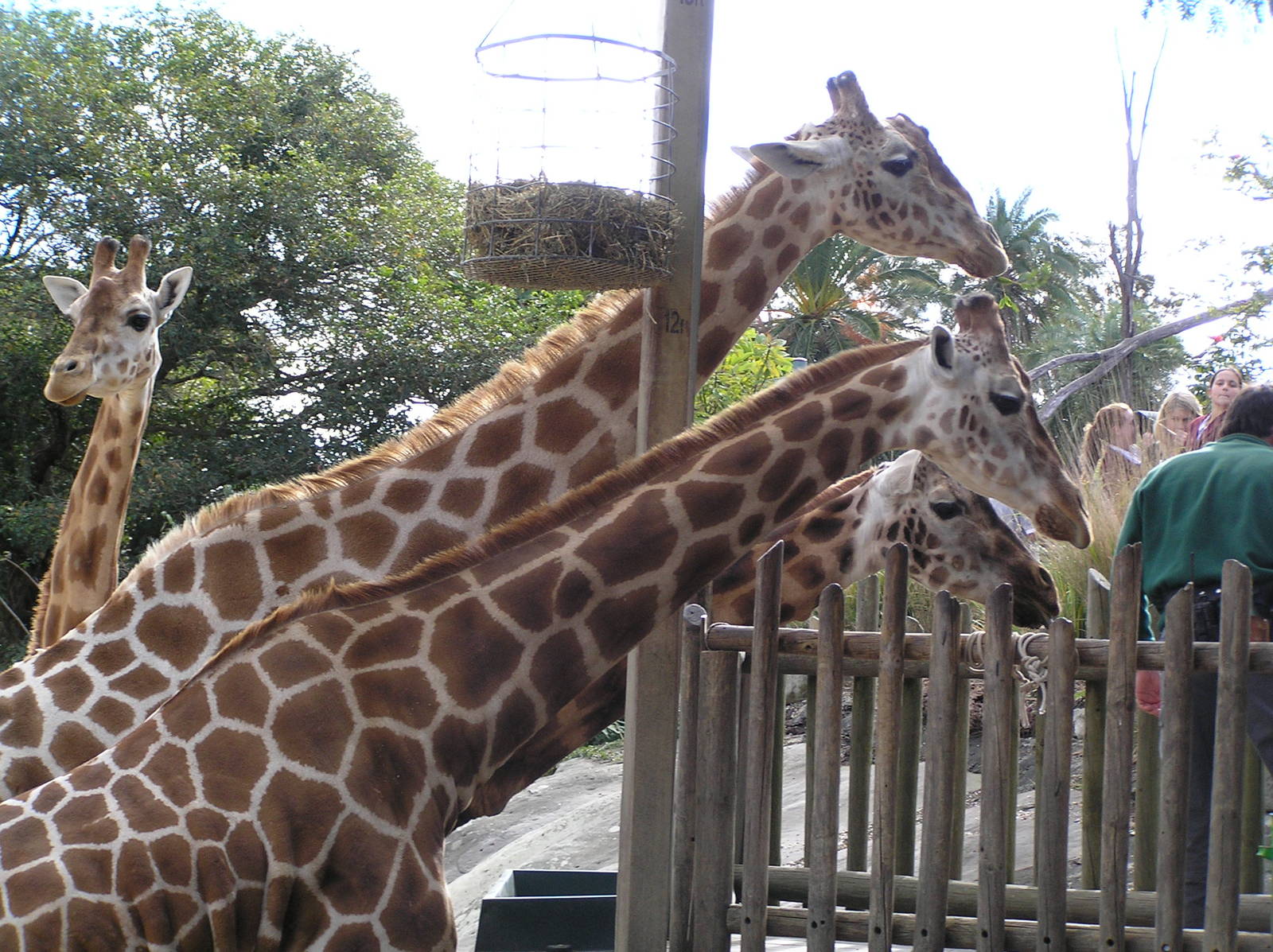 Giraffes - Taronga 05