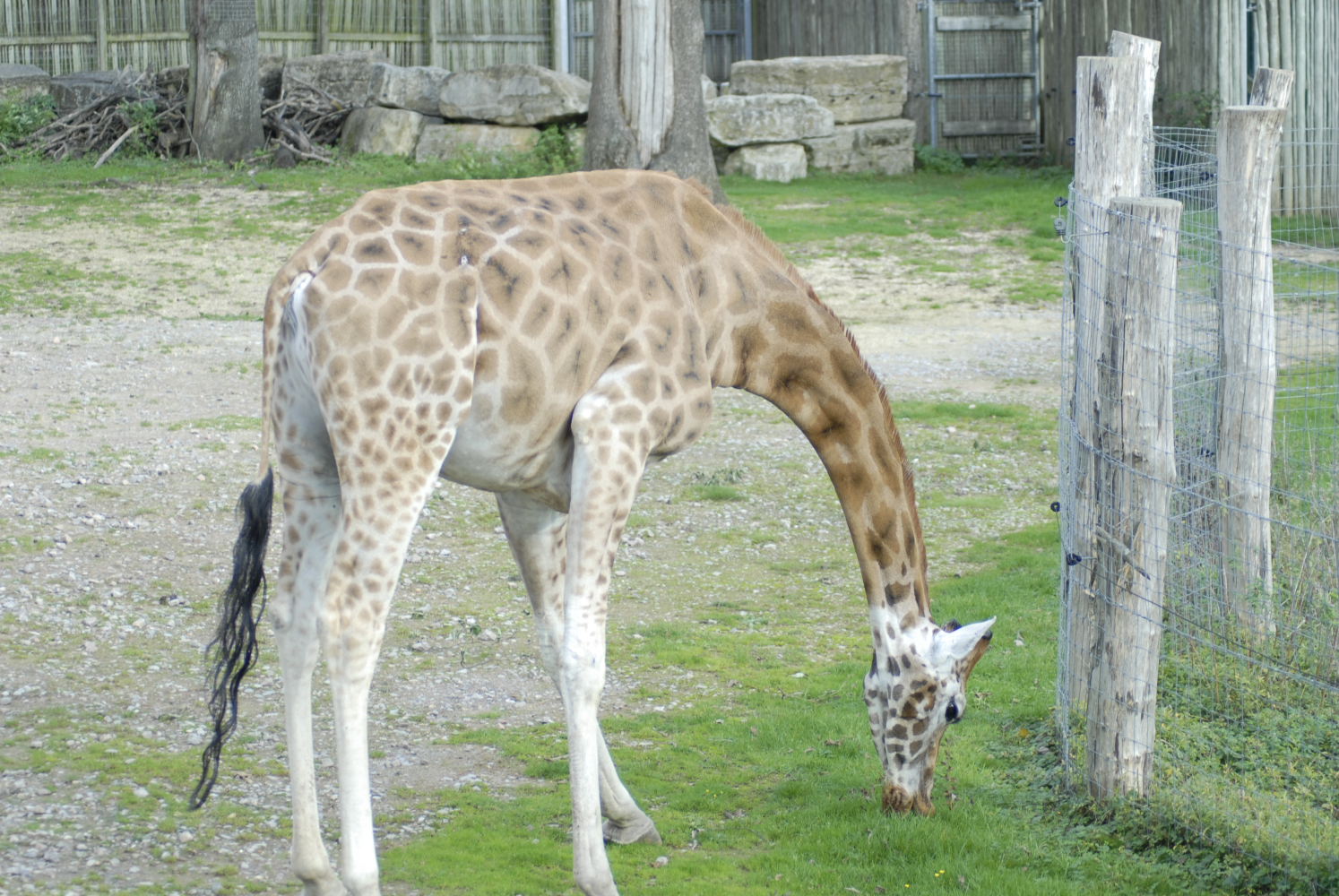 Giraffes too will graze