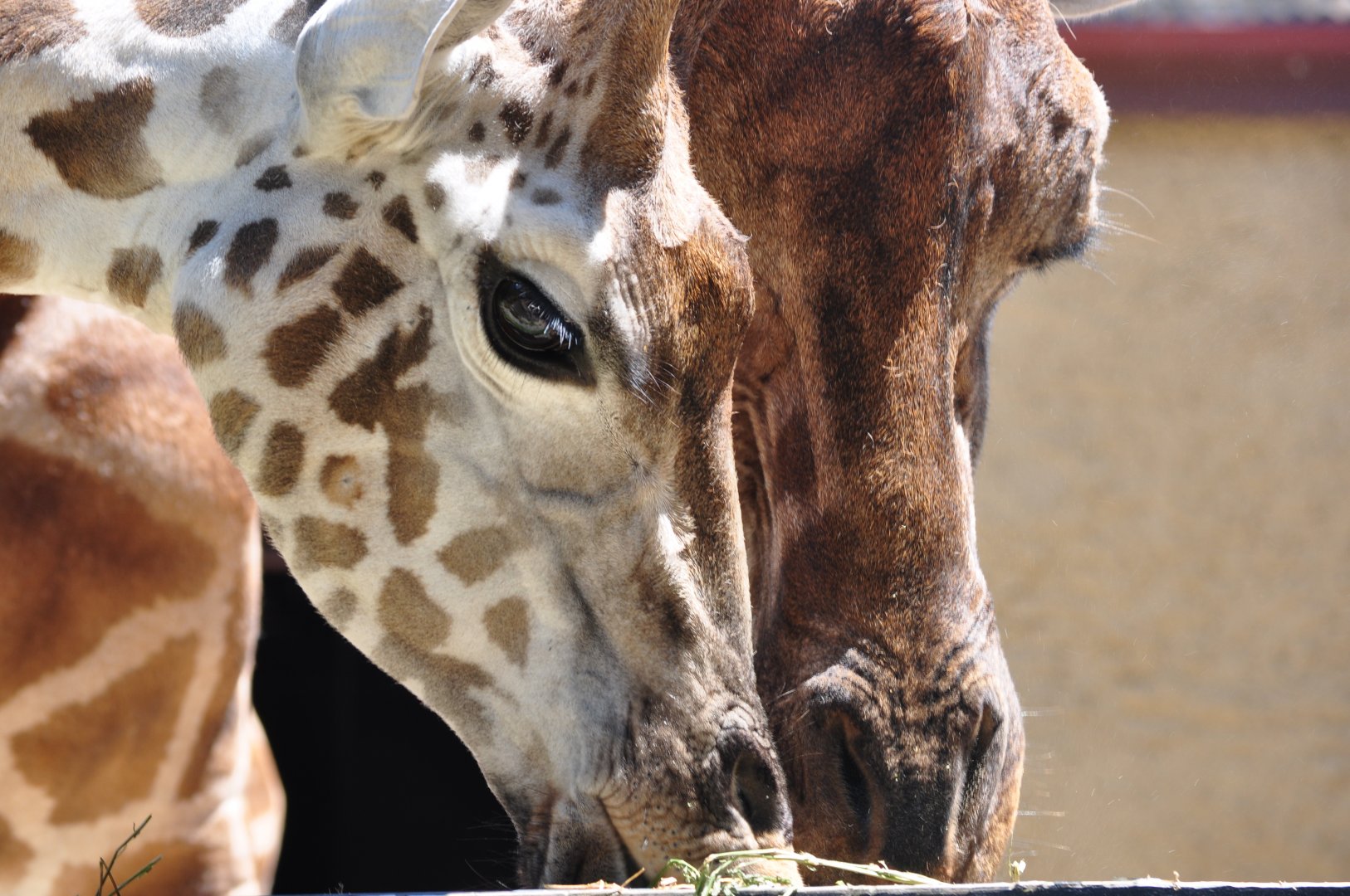 Giraffes 'Unyezi' & 'Kimya'