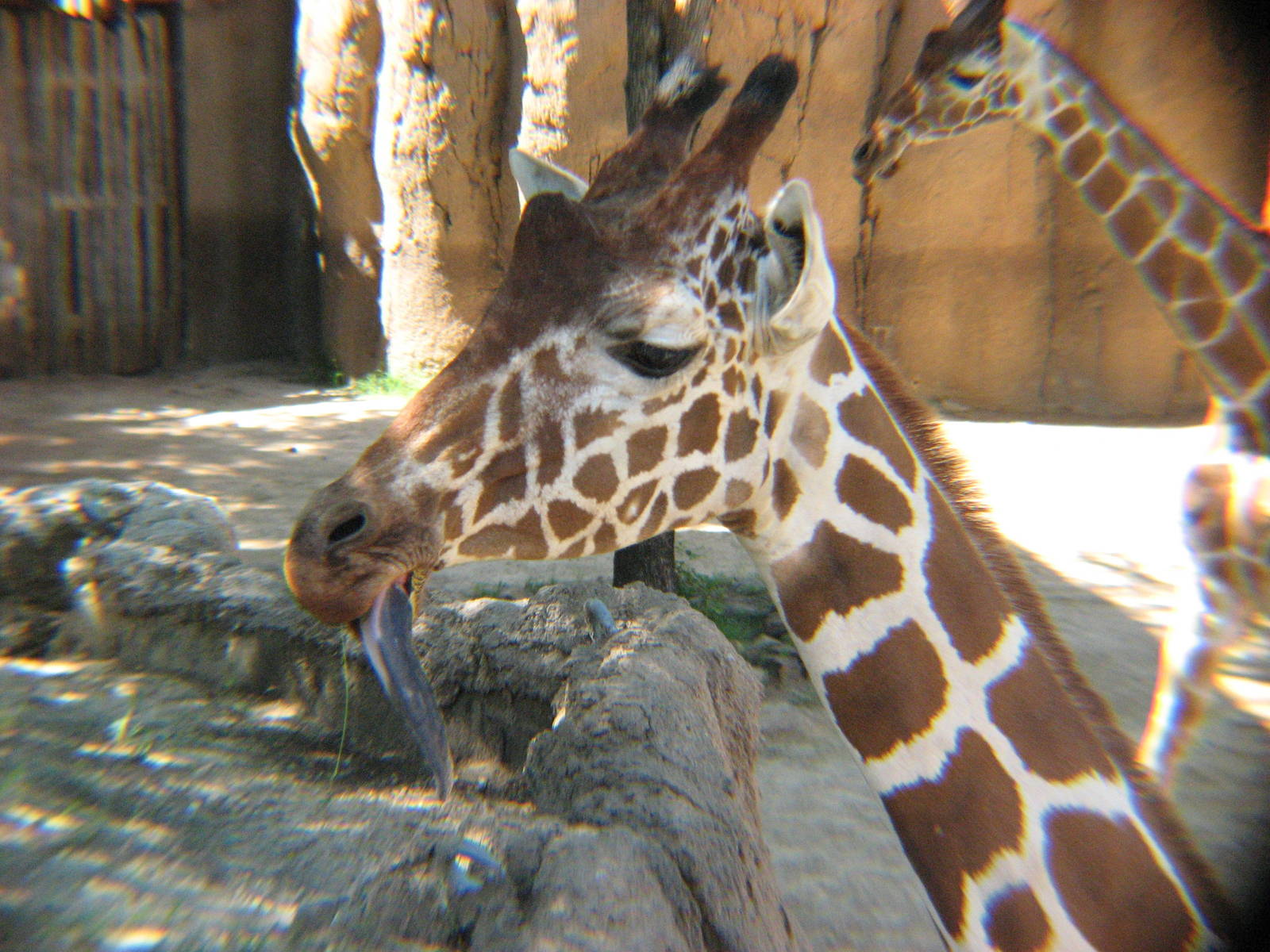 Giraffes up close and personal