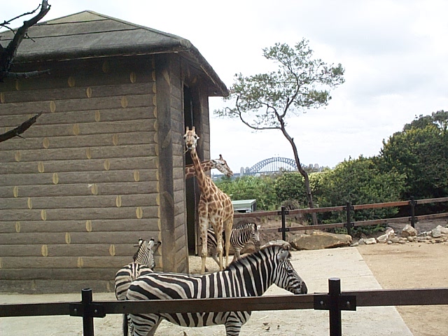 giraffes view