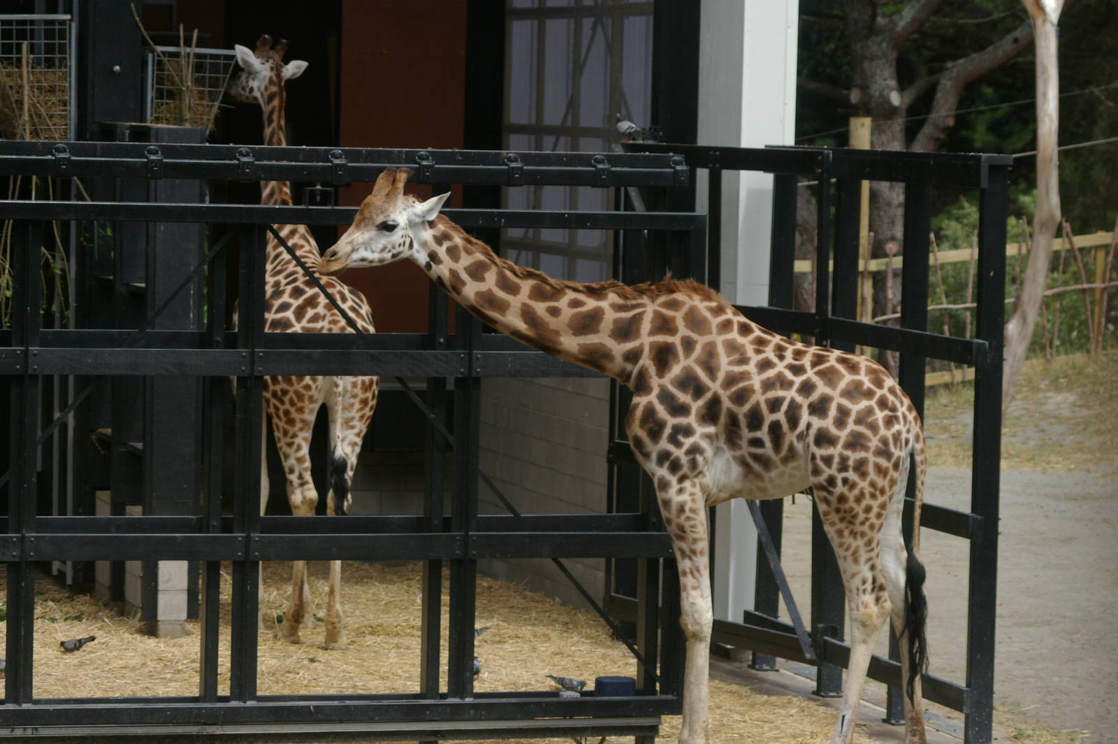 giraffes, Wellington Zoo