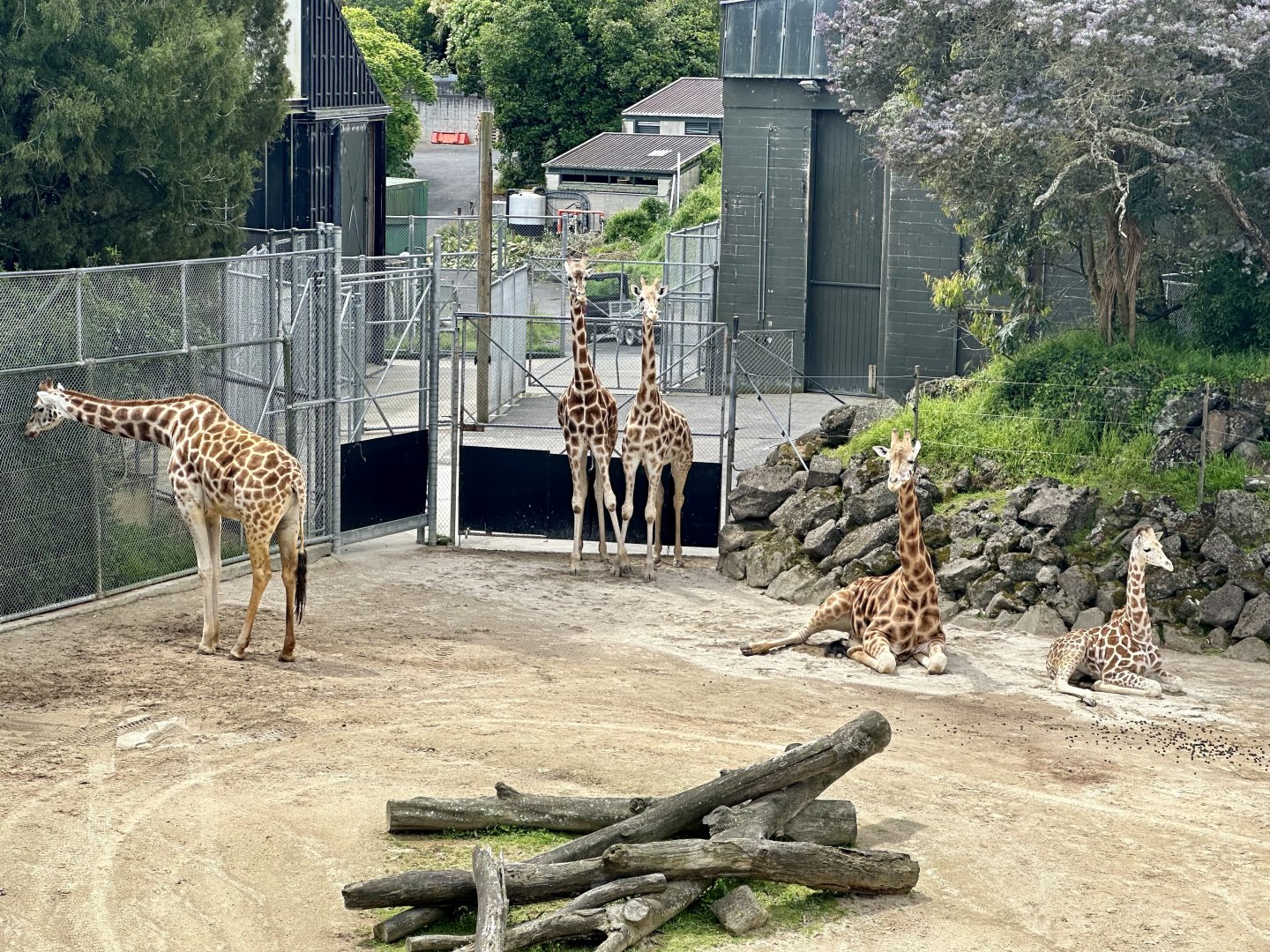 Giraffes (Whole Herd)