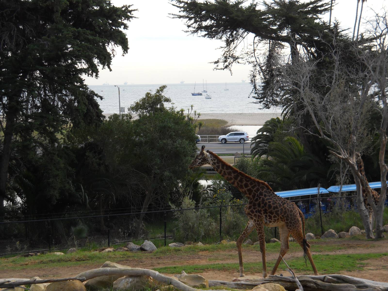 Giraffes with a great view of the Pacific Ocean