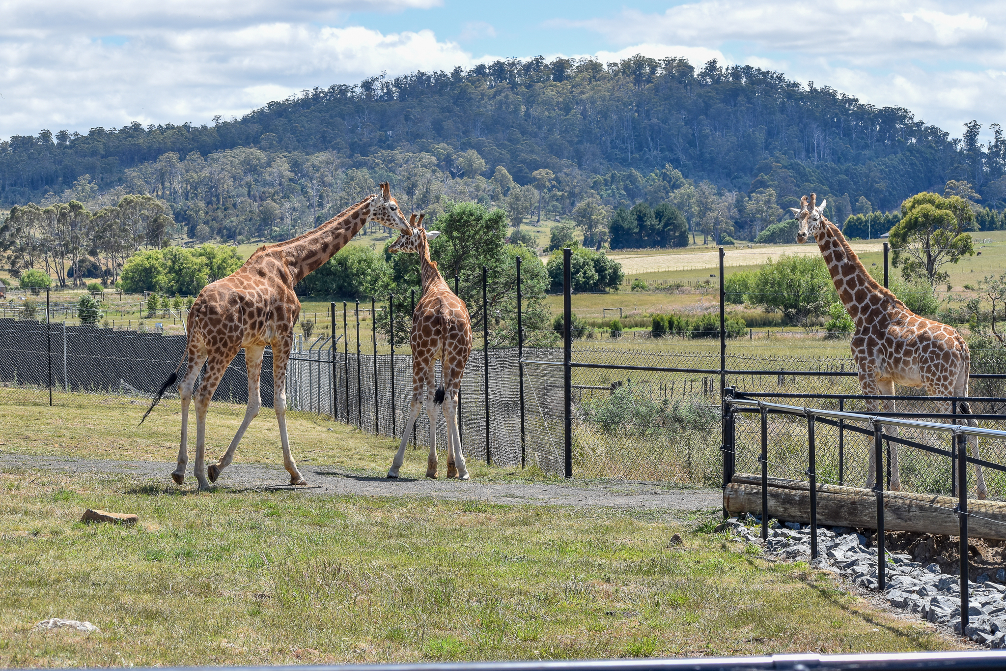 Giraffes with a view