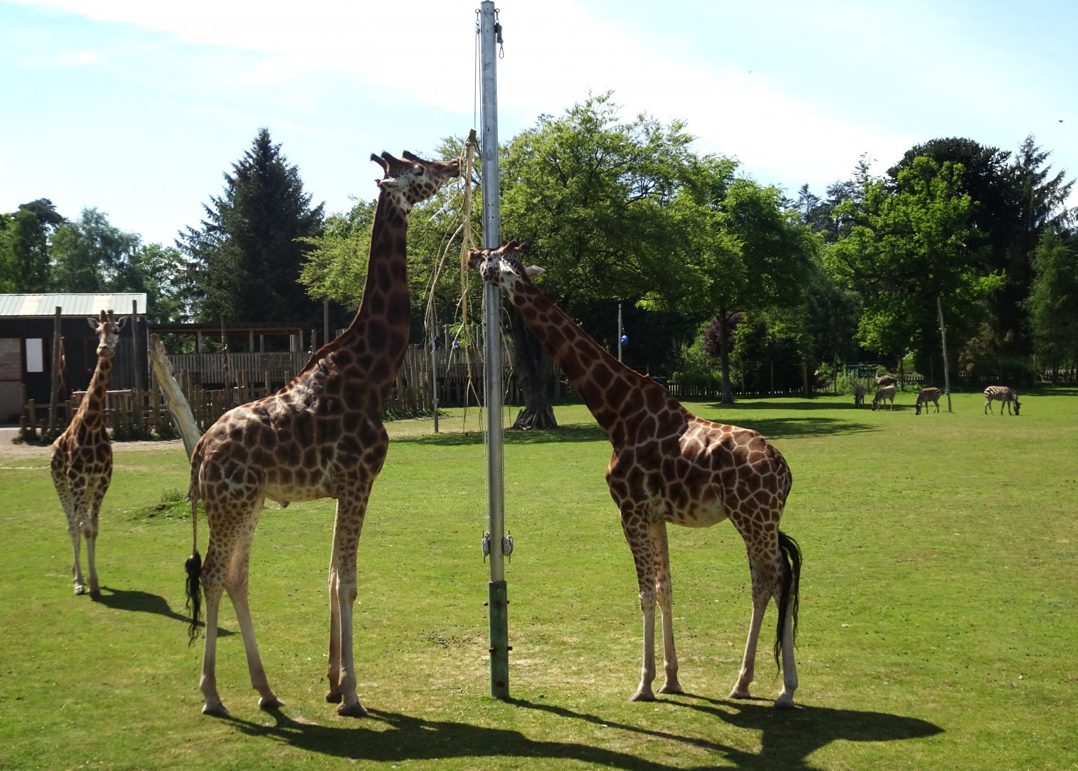 Giraffes with Zebras and Ostrich in the background 20 May 2025