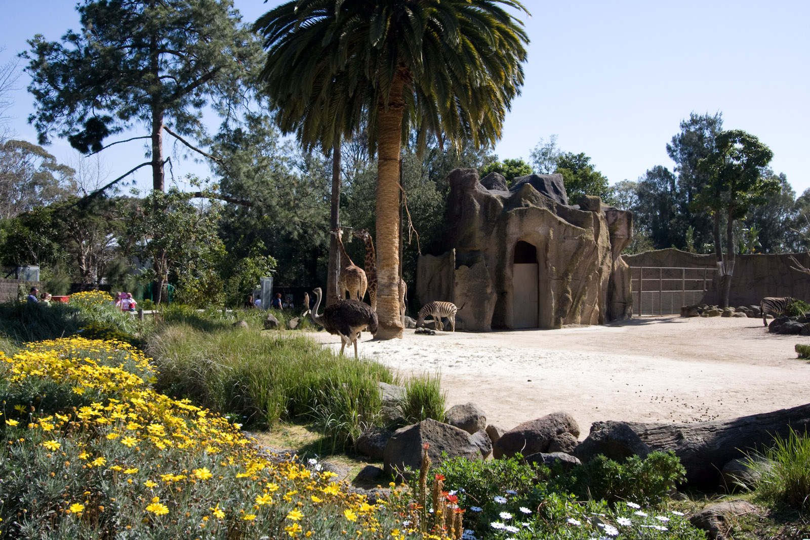 Giraffes Zebra Ostrich - Sep 2008