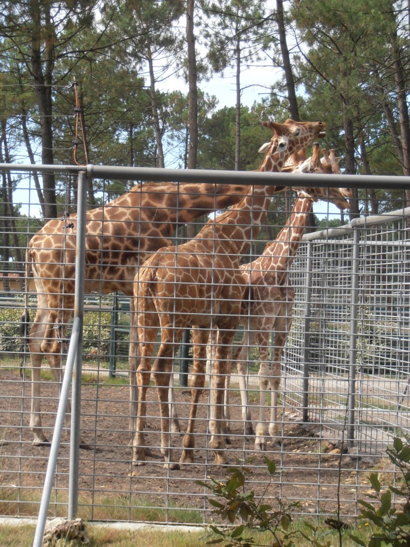 Giraffes-Zoo Bassin D'Arcachon (2012)