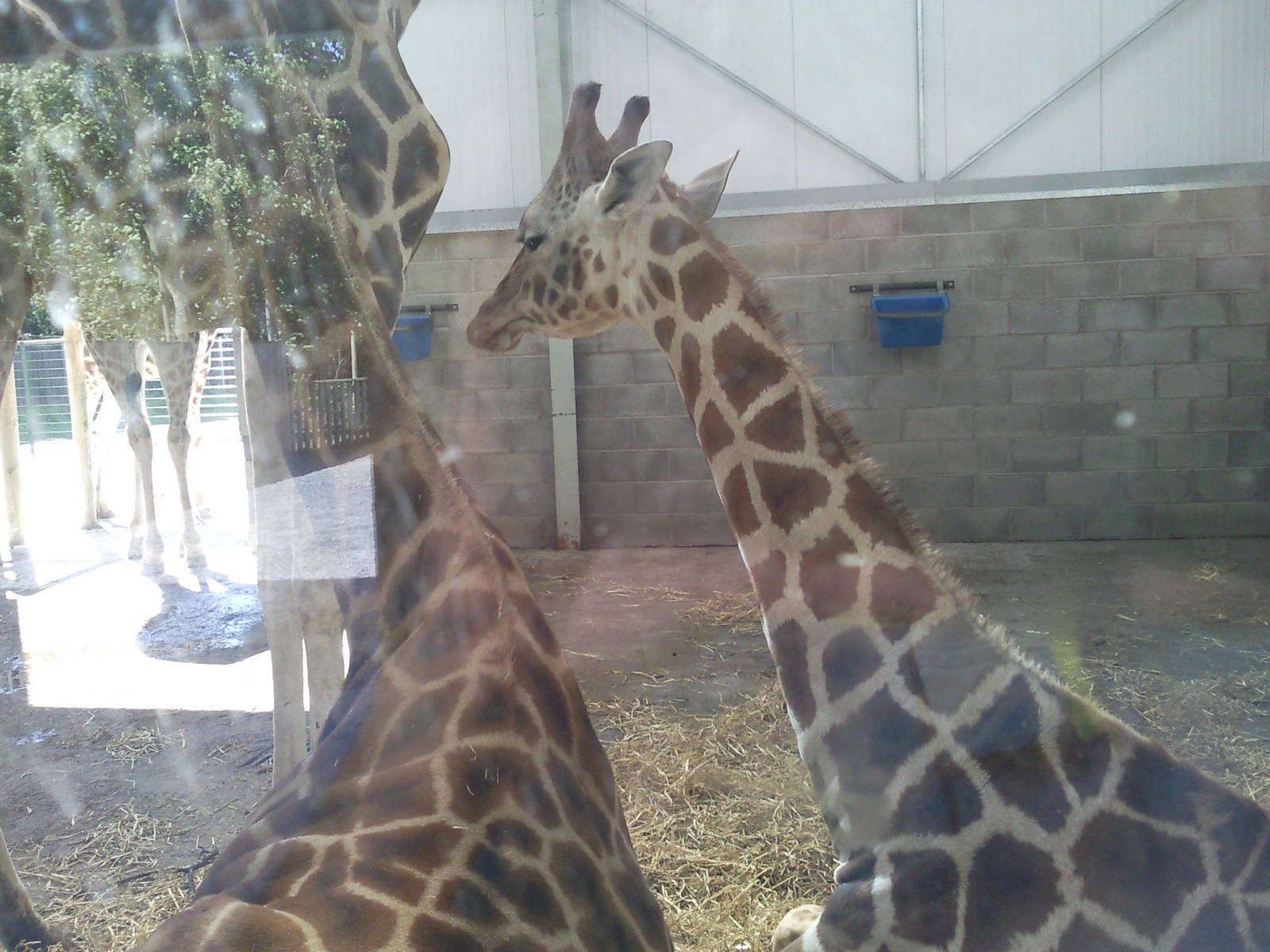giraffes
