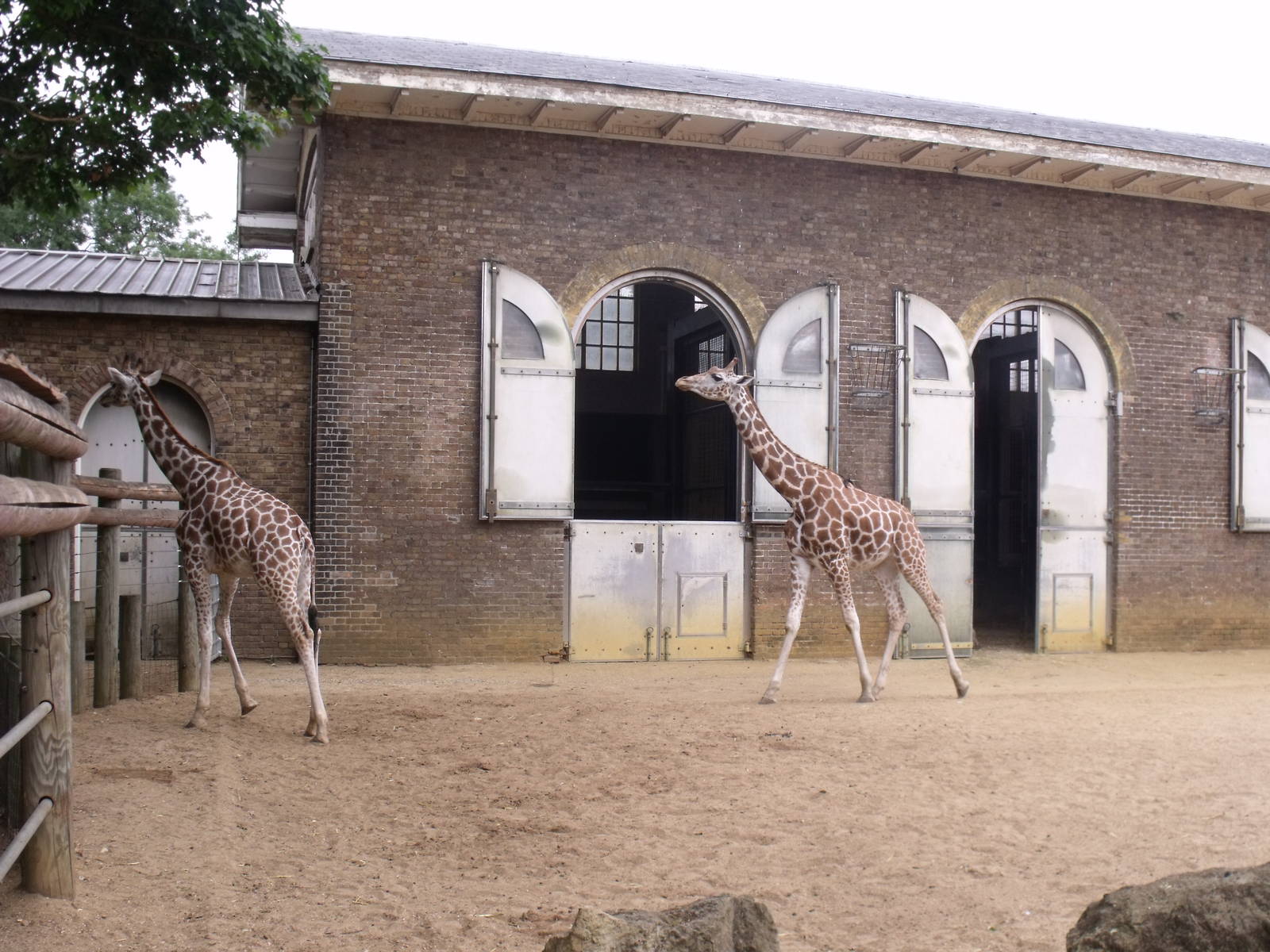 Giraffes