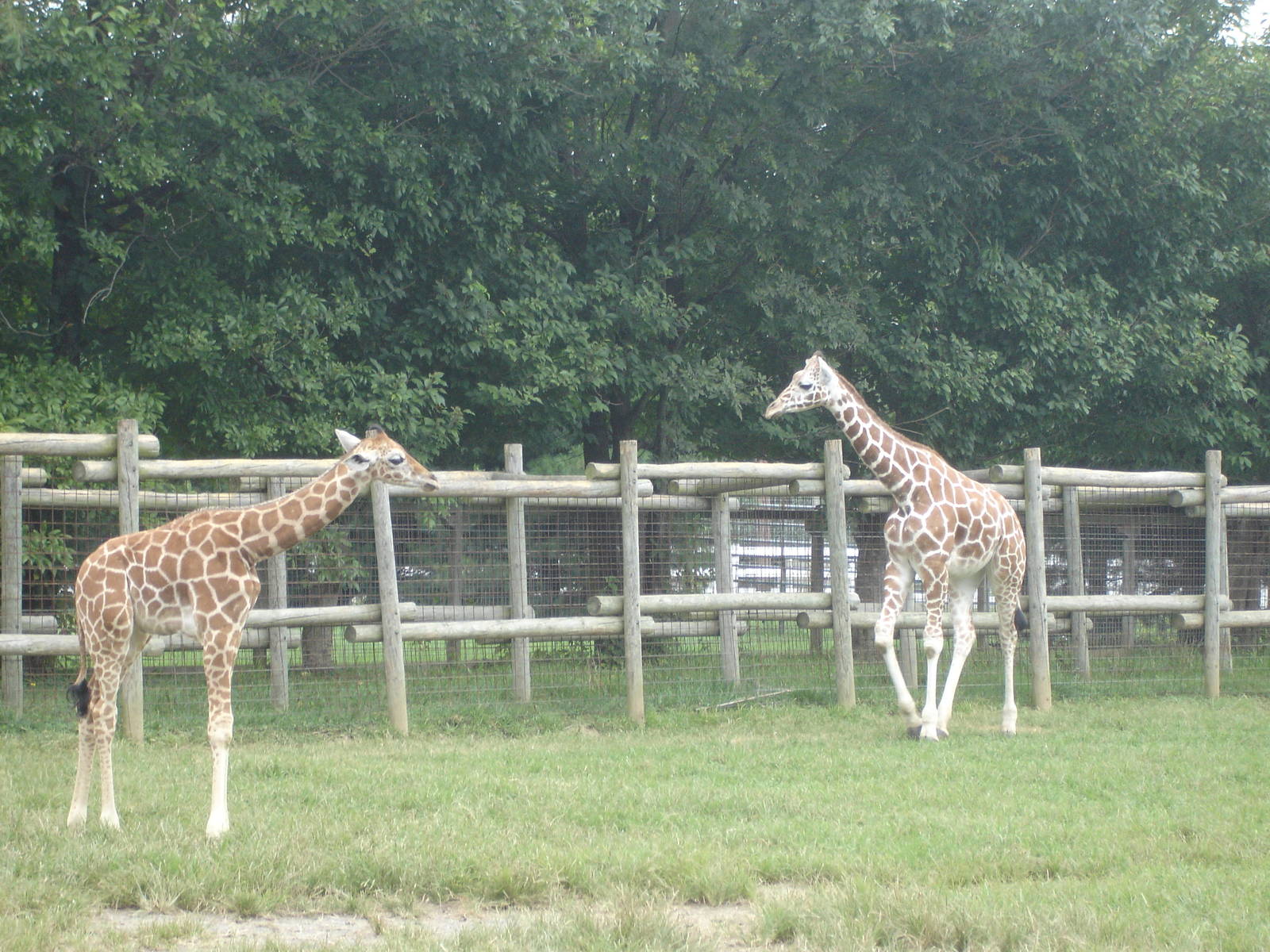 Giraffes