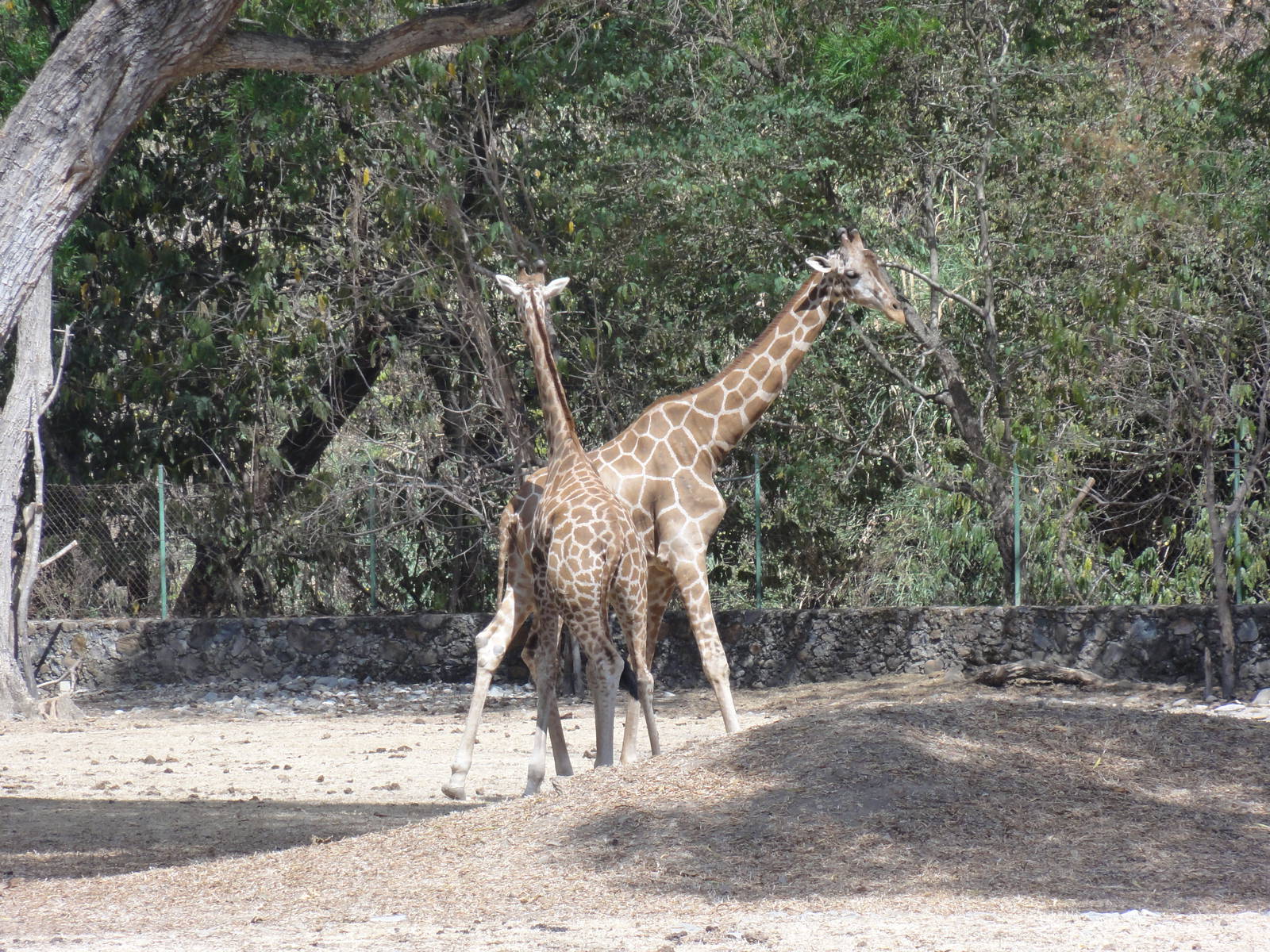 Giraffes
