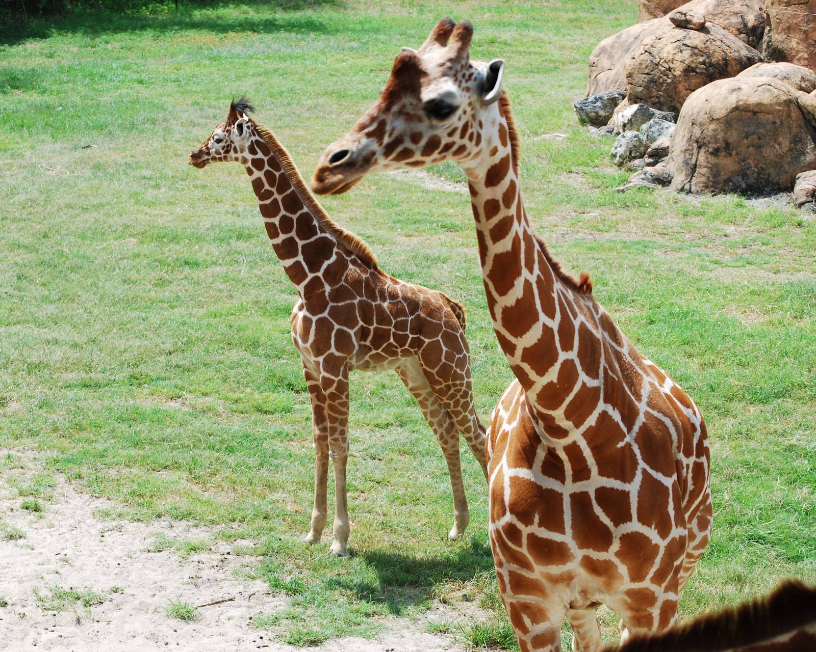 Giraffes