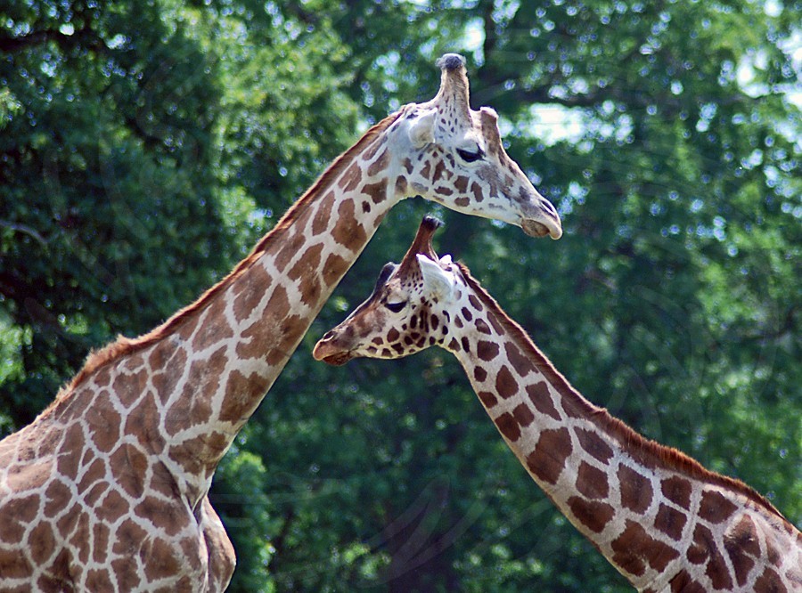 Giraffes
