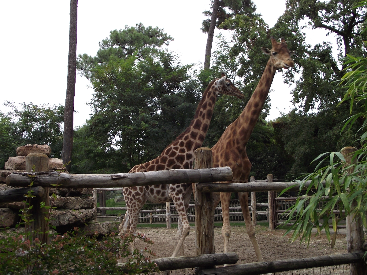 Giraffes