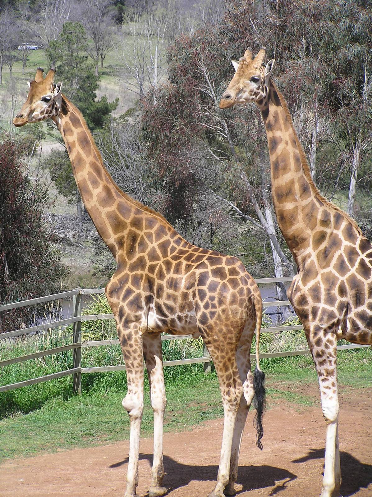 Giraffes