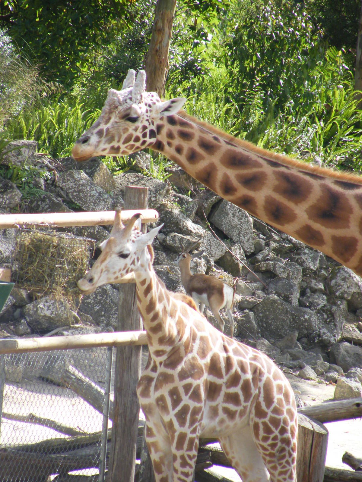Giraffes