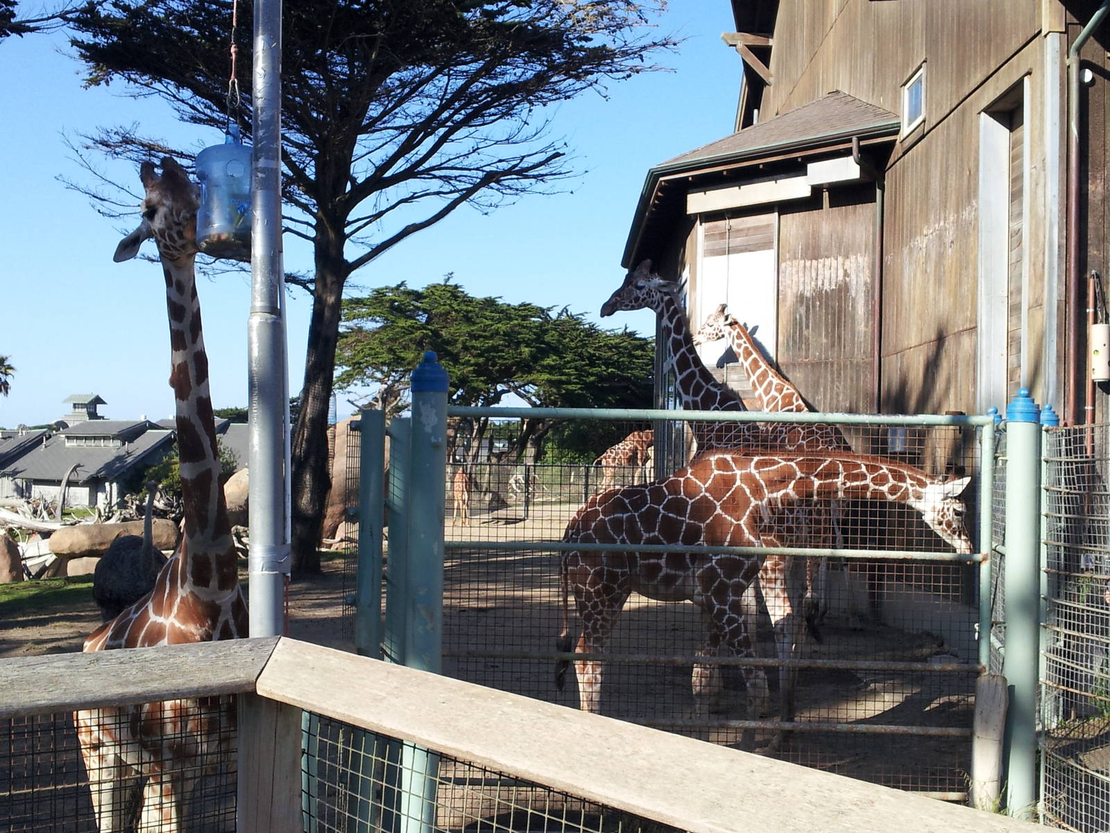 Giraffes