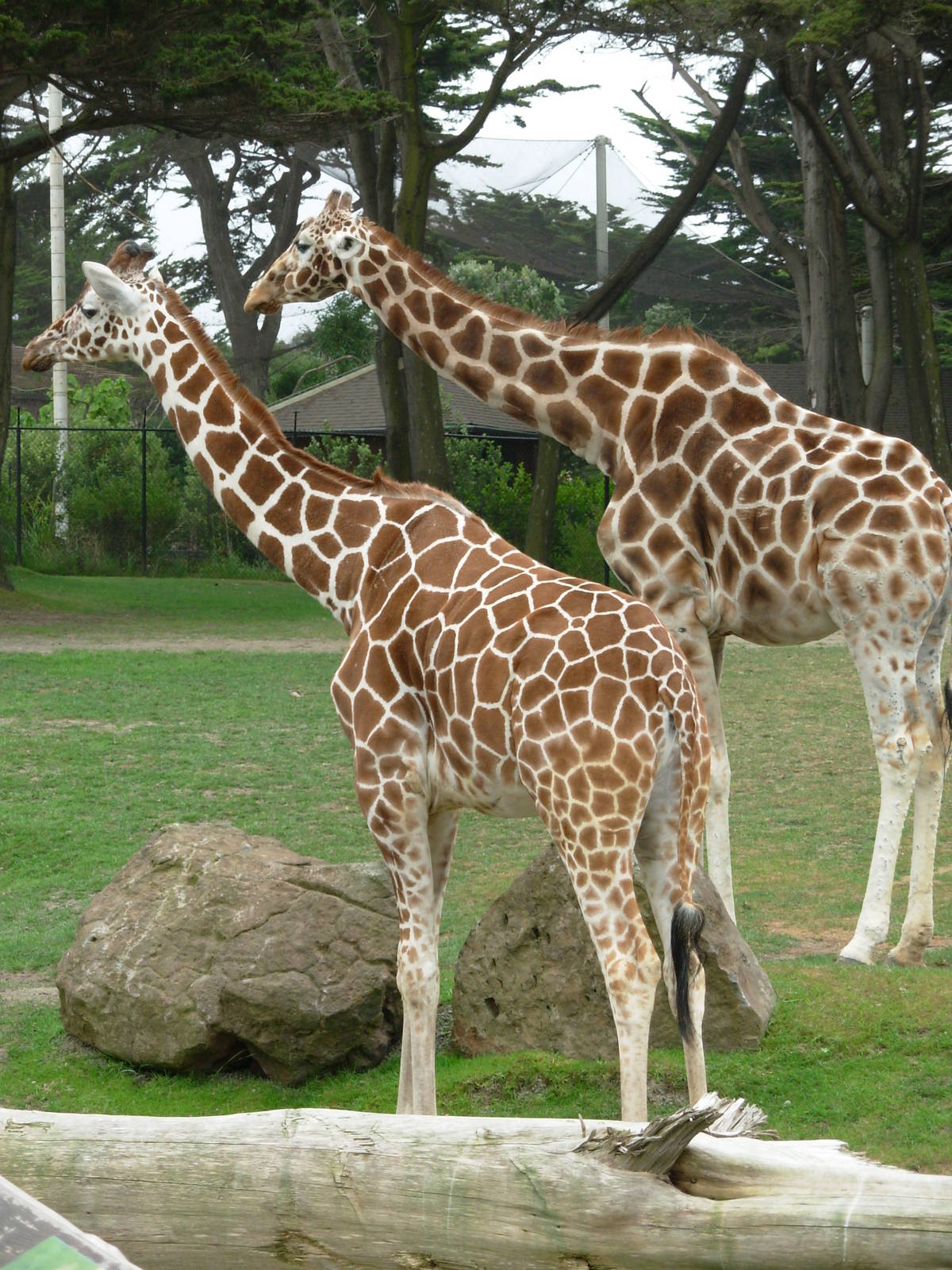 Giraffes