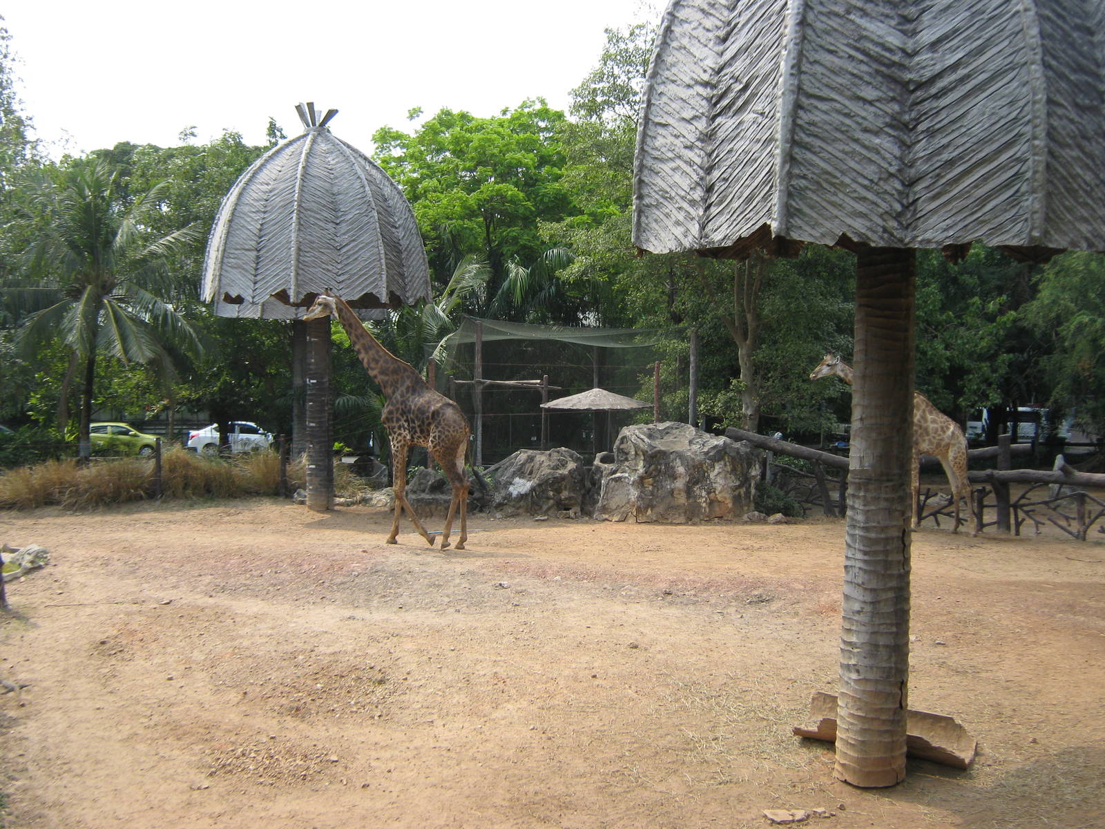giraffes