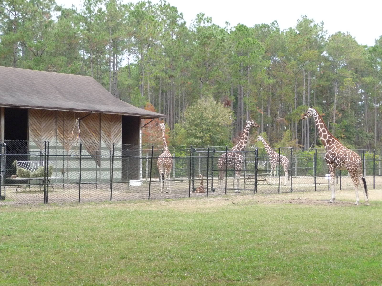 Giraffes