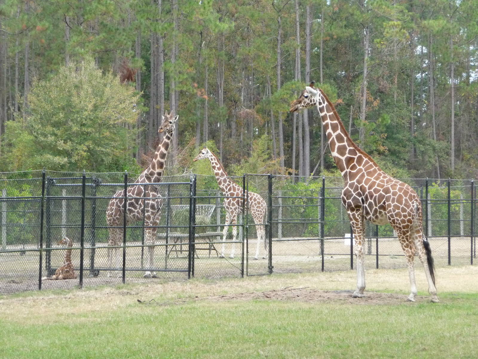 Giraffes