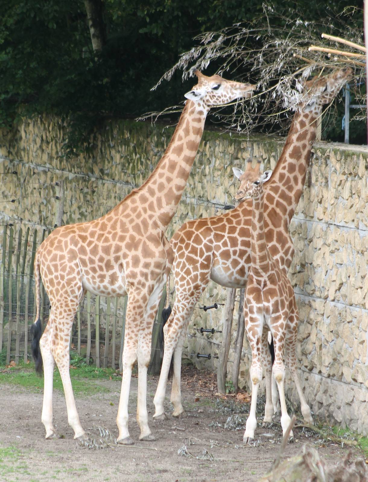 Giraffes