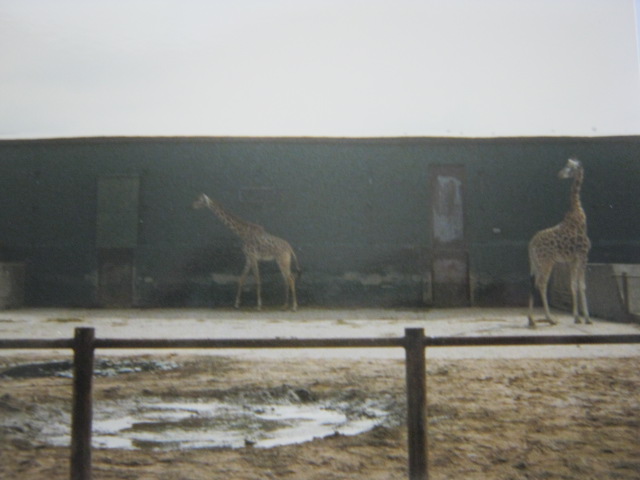 Giraffes
