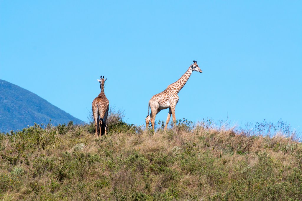 Giraffes