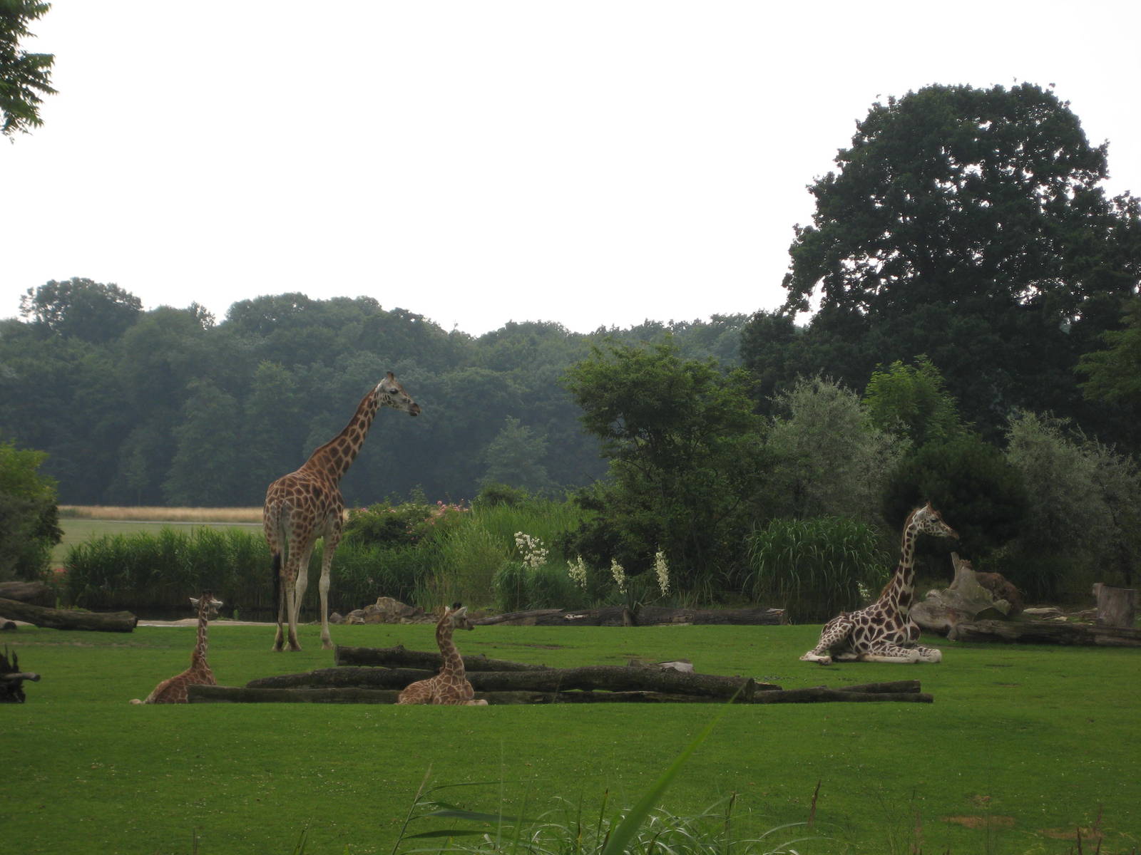 Giraffes