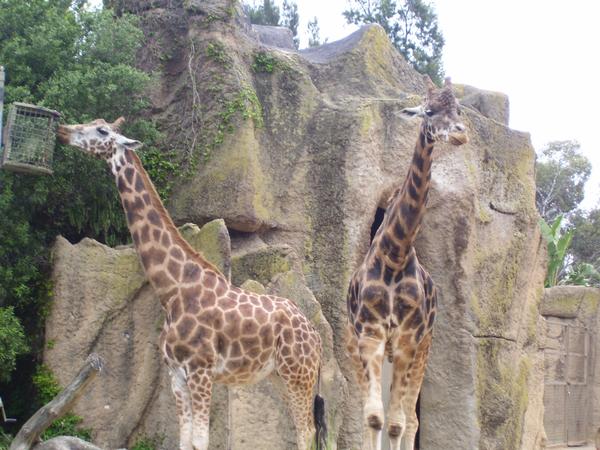 Giraffes