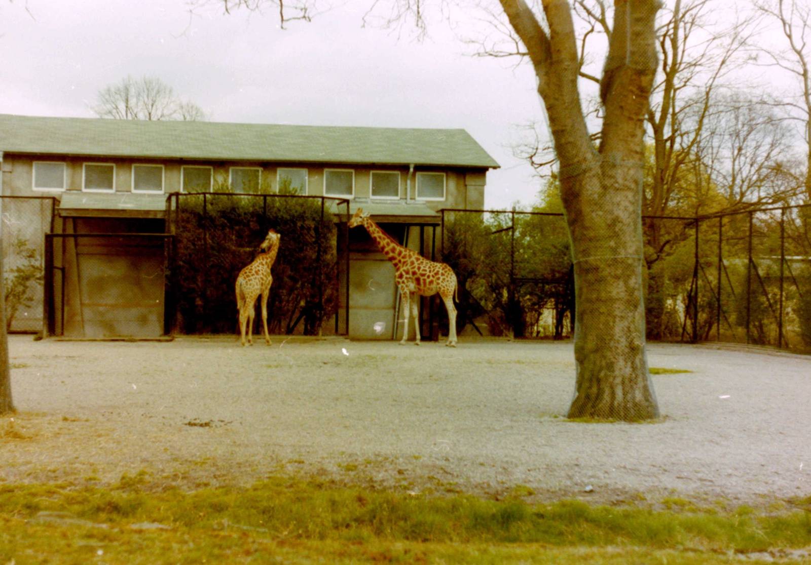 Giraffes
