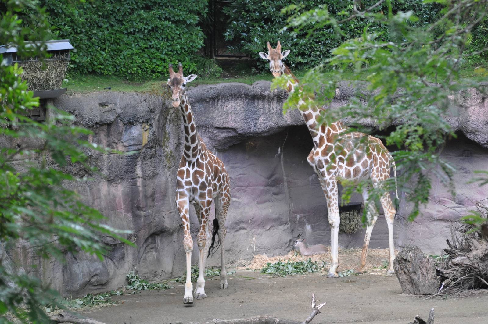 Giraffes