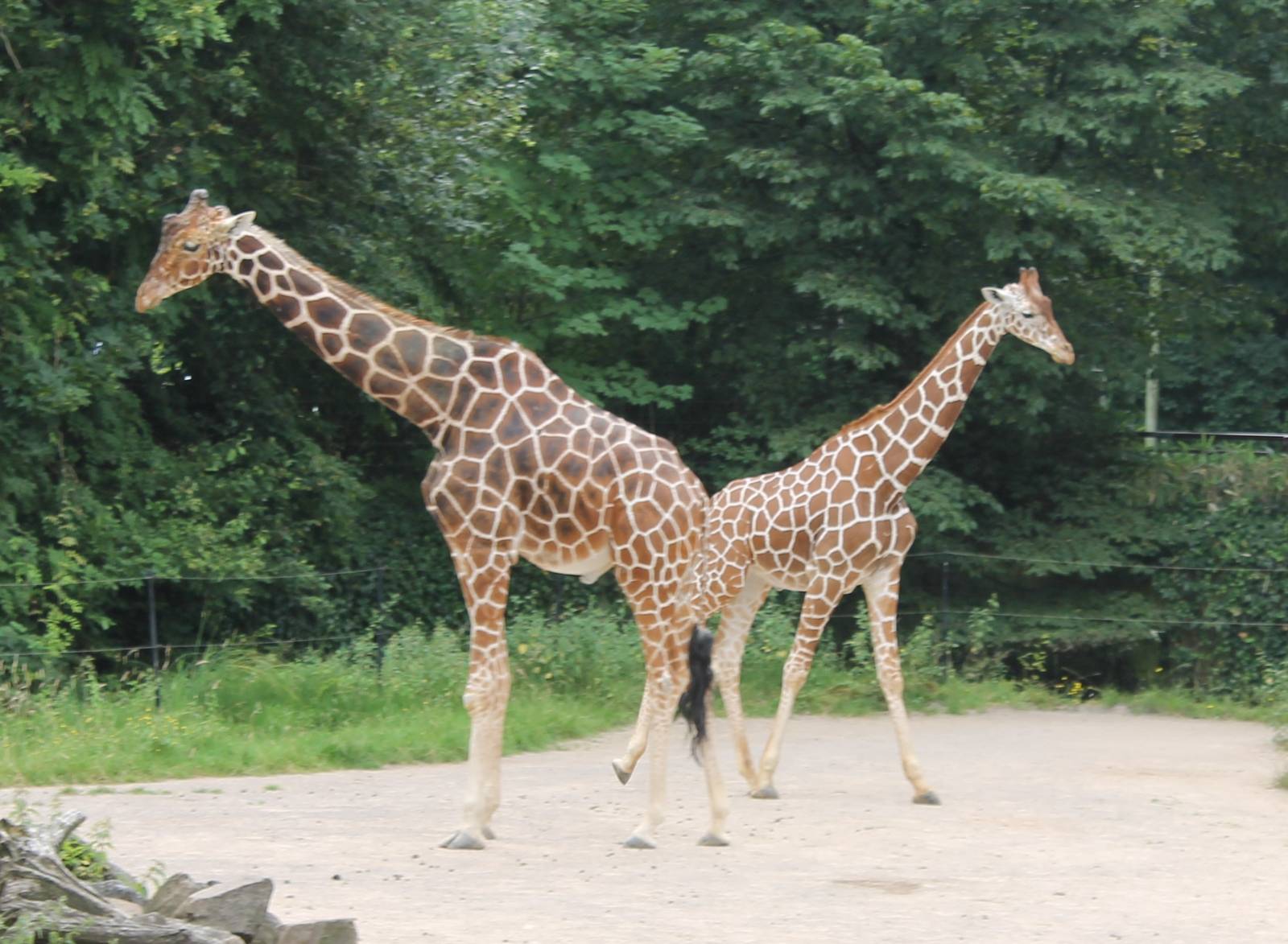 Giraffes