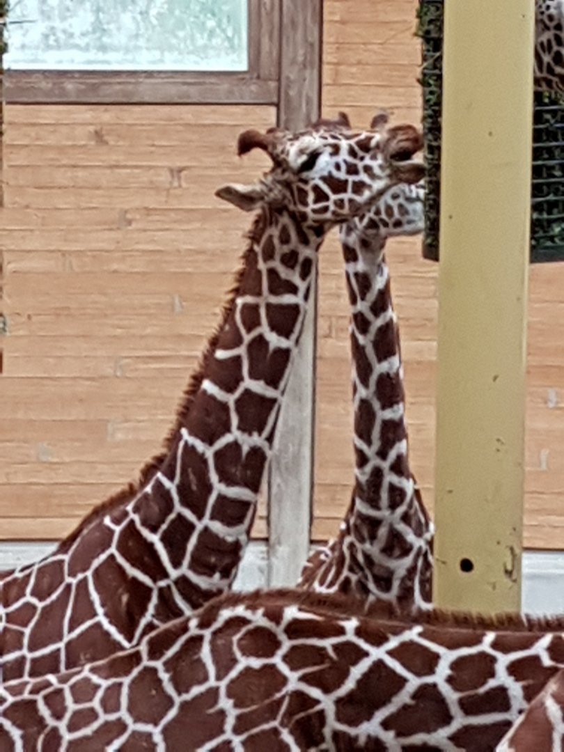 Giraffes