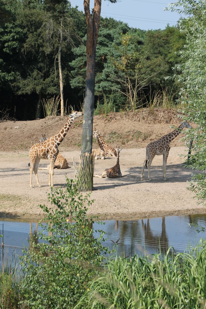 Giraffes