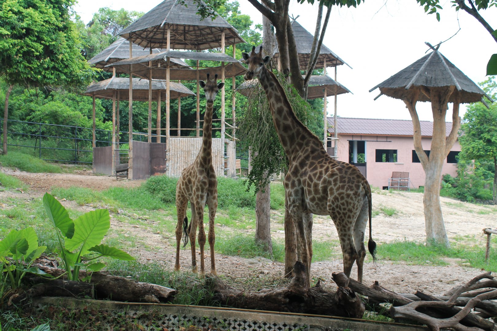 Giraffes