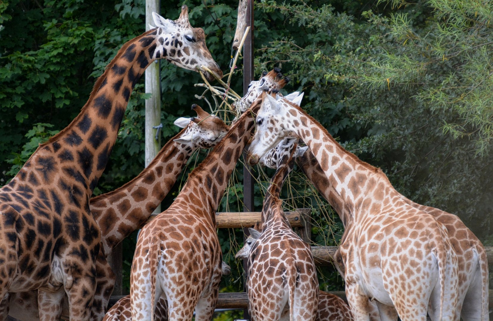 Giraffes