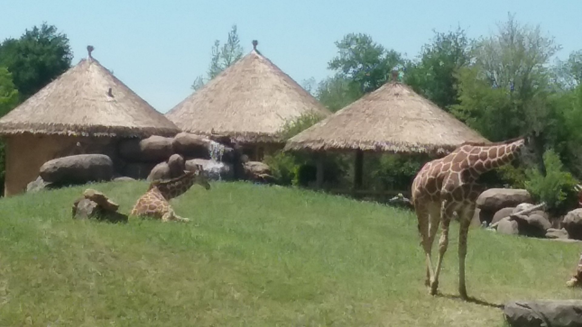 Giraffes
