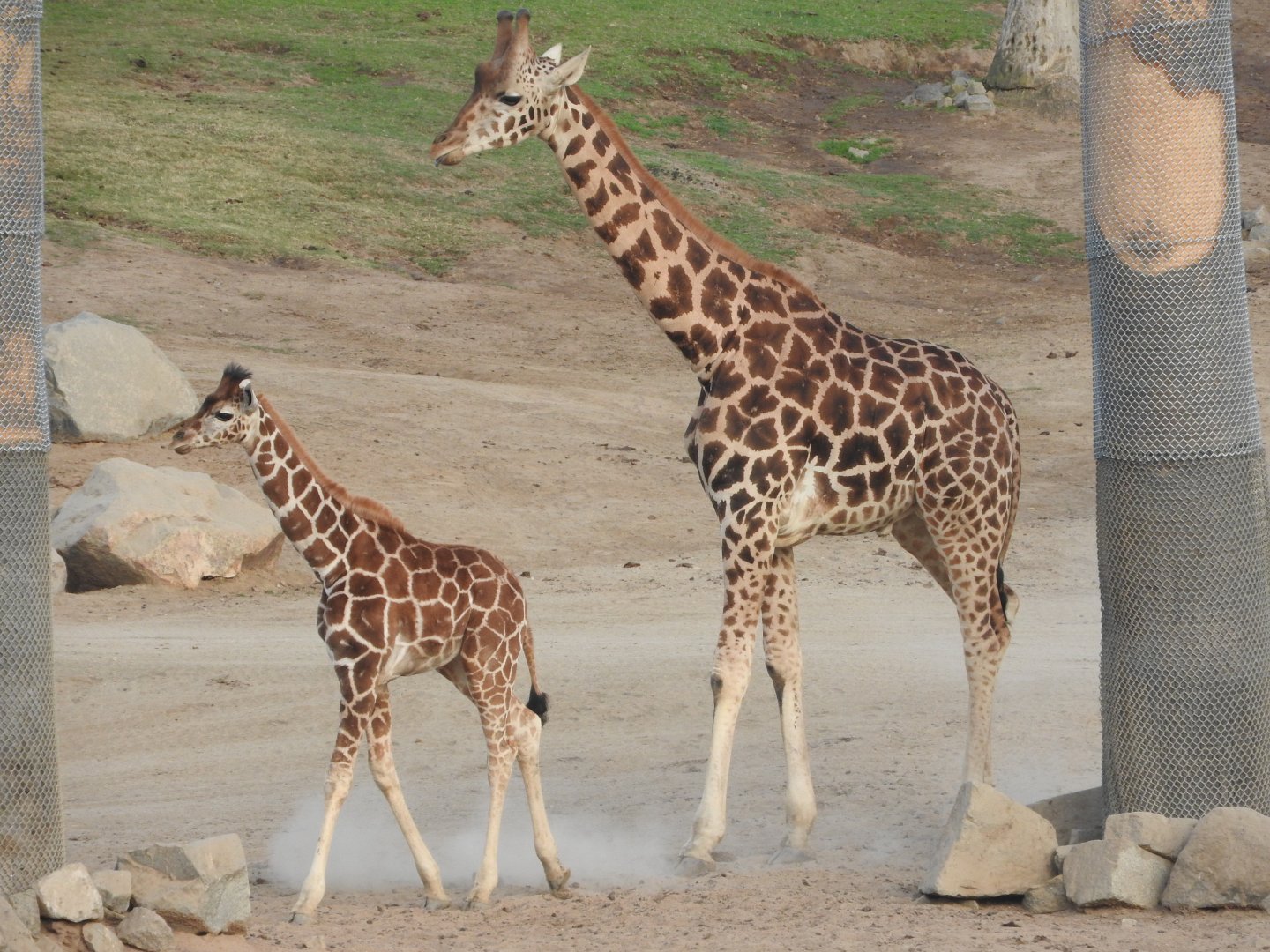 Giraffes