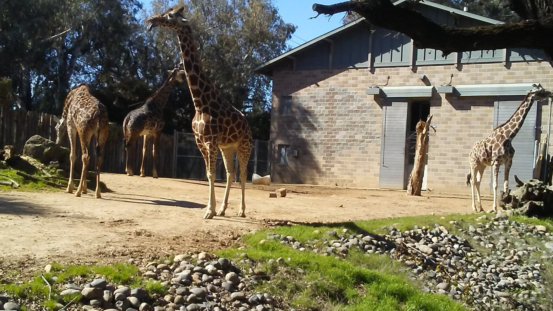 Giraffes
